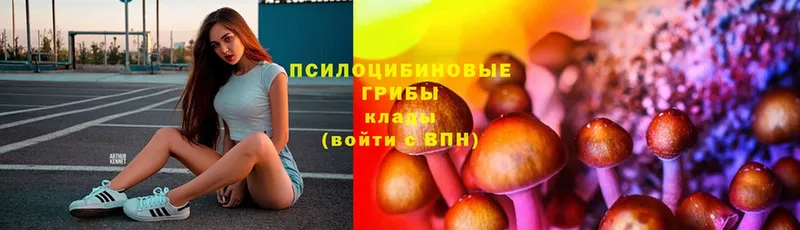 Галлюциногенные грибы Psilocybe  Великий Устюг 